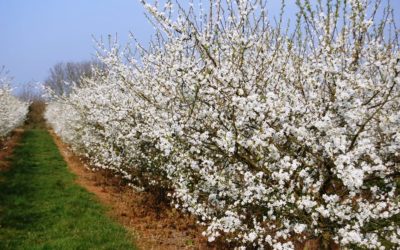 Biodiversity net gain becomes mandatory