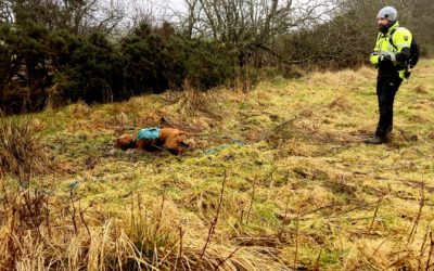 Sniffer dogs detect leaking water mains