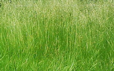 Watchdog spots flaws in biodiversity net gain enforcement