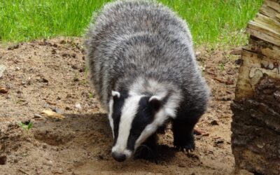 House-builder fined for damaging badger sett