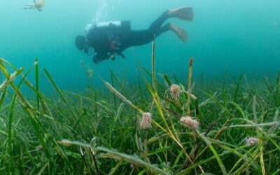 Kier backs microplastic pollution research