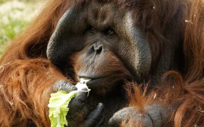 Henry Brothers in for Twycross Zoo project