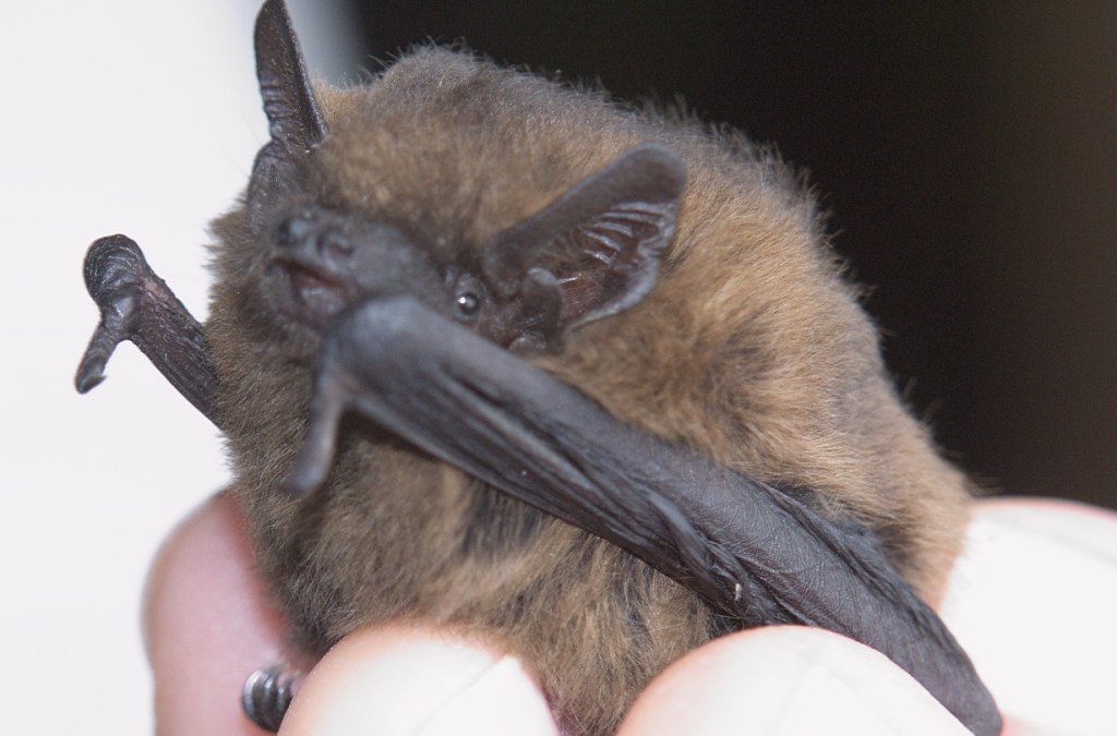 Firm fined for demolishing bat roosts