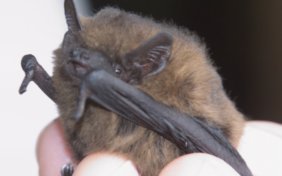 Firm fined for demolishing bat roosts