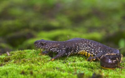 Defra, Natural England, seek your newt experiences