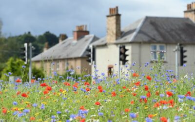 NatureScot consults on biodiversity metric